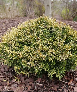 Glow Pop Japanese Holly Live Plant – Ilex Crenata – 4" Pot – Outdoor Evergreen Shrub - Image 2