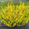 Glow Pop Japanese Holly Live Plant – Ilex Crenata – 4" Pot – Outdoor Evergreen Shrub - Image 1