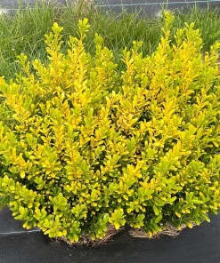 Glow Pop Japanese Holly Live Plant – Ilex Crenata – 4