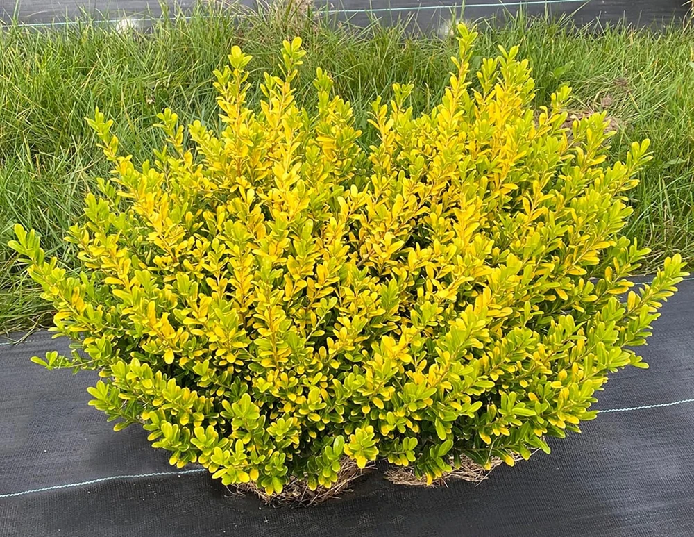 Glow Pop Japanese Holly Live Plant – Ilex Crenata – 4" Pot – Outdoor Evergreen Shrub - Image 1