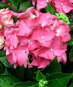 Glowing Embers Hydrangea Live Plant - Deep Pink Blooms, Quart Pot, Zones 5-9 - Image 2