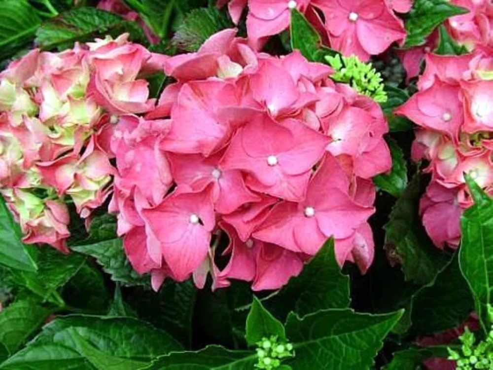 Glowing Embers Hydrangea Live Plant - Deep Pink Blooms, Quart Pot, Zones 5-9 - Image 2