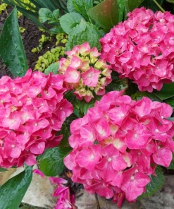 Glowing Embers Hydrangea Live Plant - Deep Pink Blooms, Quart Pot, Zones 5-9 - Image 3