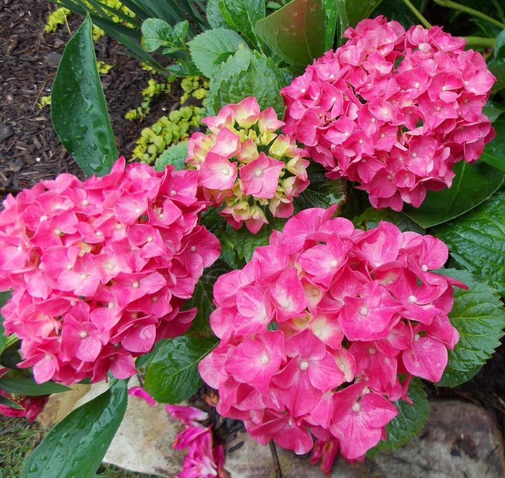 Glowing Embers Hydrangea Live Plant - Deep Pink Blooms, Quart Pot, Zones 5-9 - Image 3