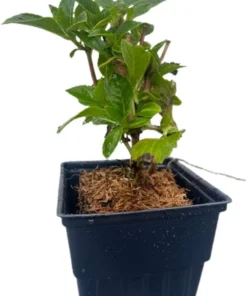Glowing Embers Hydrangea Live Plant - Deep Pink Blooms, Quart Pot, Zones 5-9 - Image 4