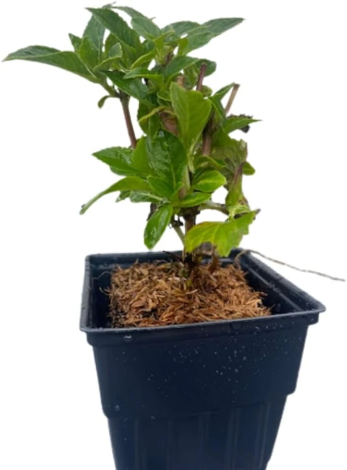 Glowing Embers Hydrangea Live Plant - Deep Pink Blooms, Quart Pot, Zones 5-9 - Image 4