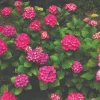 Glowing Embers Hydrangea Live Plant - Deep Pink Blooms, Quart Pot, Zones 5-9 - Image 1
