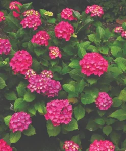 Glowing Embers Hydrangea Live Plant - Deep Pink Blooms, Quart Pot, Zones 5-9 - Image 1