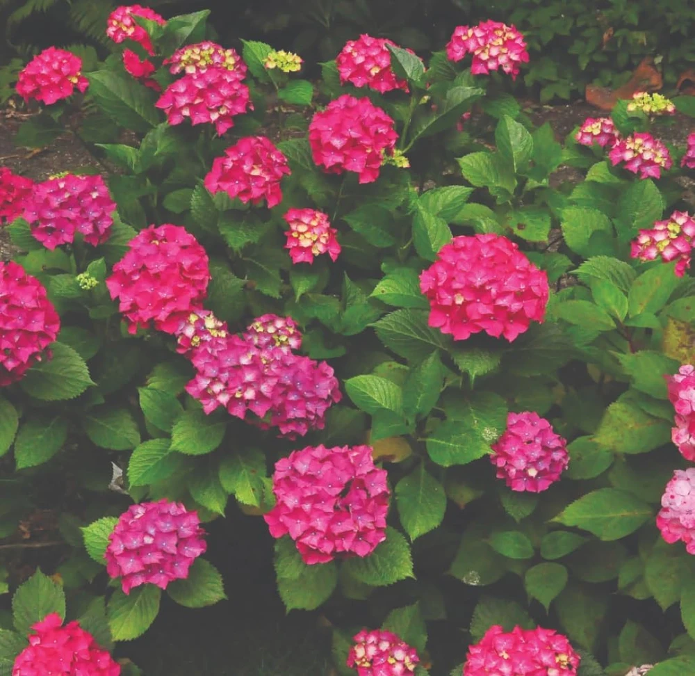 Glowing Embers Hydrangea Live Plant - Deep Pink Blooms, Quart Pot, Zones 5-9 - Image 1