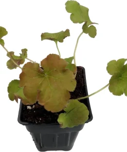 Gojiberry Coral Bells Heuchera Live Plant – Perennial – 2.5" Pot - Image 2