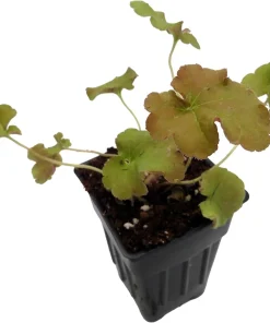 Gojiberry Coral Bells Heuchera Live Plant – Perennial – 2.5