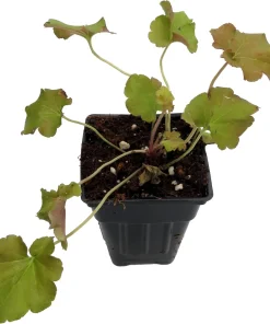 Gojiberry Coral Bells Heuchera Live Plant – Perennial – 2.5