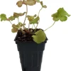 Gojiberry Coral Bells Heuchera Live Plant – Perennial – 2.5" Pot - Image 1
