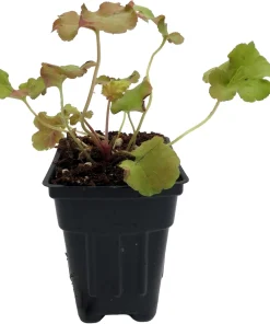 Gojiberry Coral Bells Heuchera Live Plant – Perennial – 2.5
