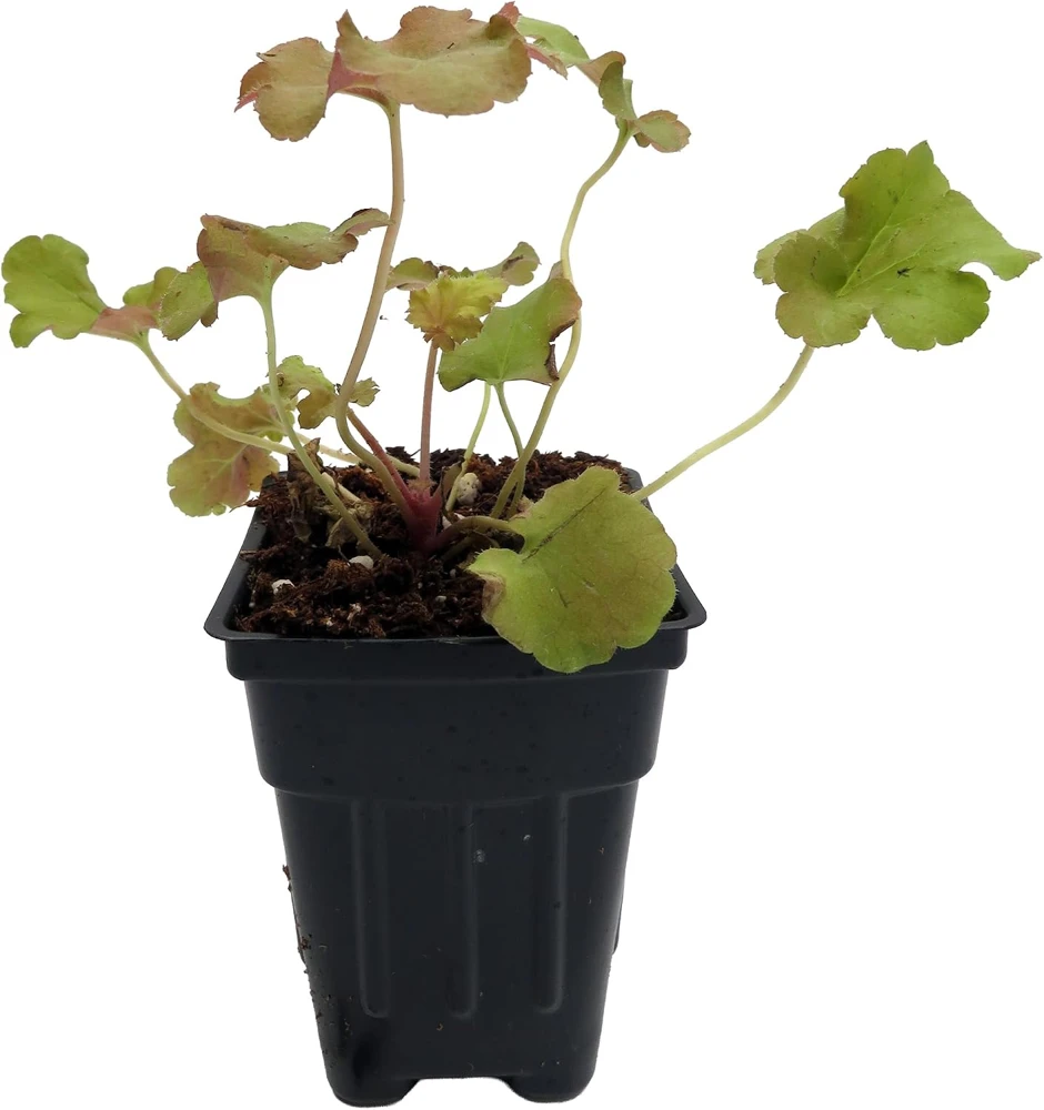 Gojiberry Coral Bells Heuchera Live Plant – Perennial – 2.5" Pot - Image 1