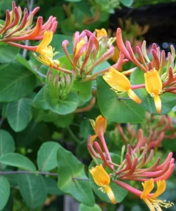 Gold Flame Honeysuckle Vine - Lonicera Live Plant - 2.5" Pot - Fragrant Outdoor - Image 2