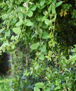 Gold Flame Honeysuckle Vine - Lonicera Live Plant - 2.5