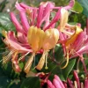 Gold Flame Honeysuckle Vine - Lonicera Live Plant - 2.5" Pot - Fragrant Outdoor - Image 1