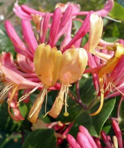 Gold Flame Honeysuckle Vine - Lonicera Live Plant - 2.5