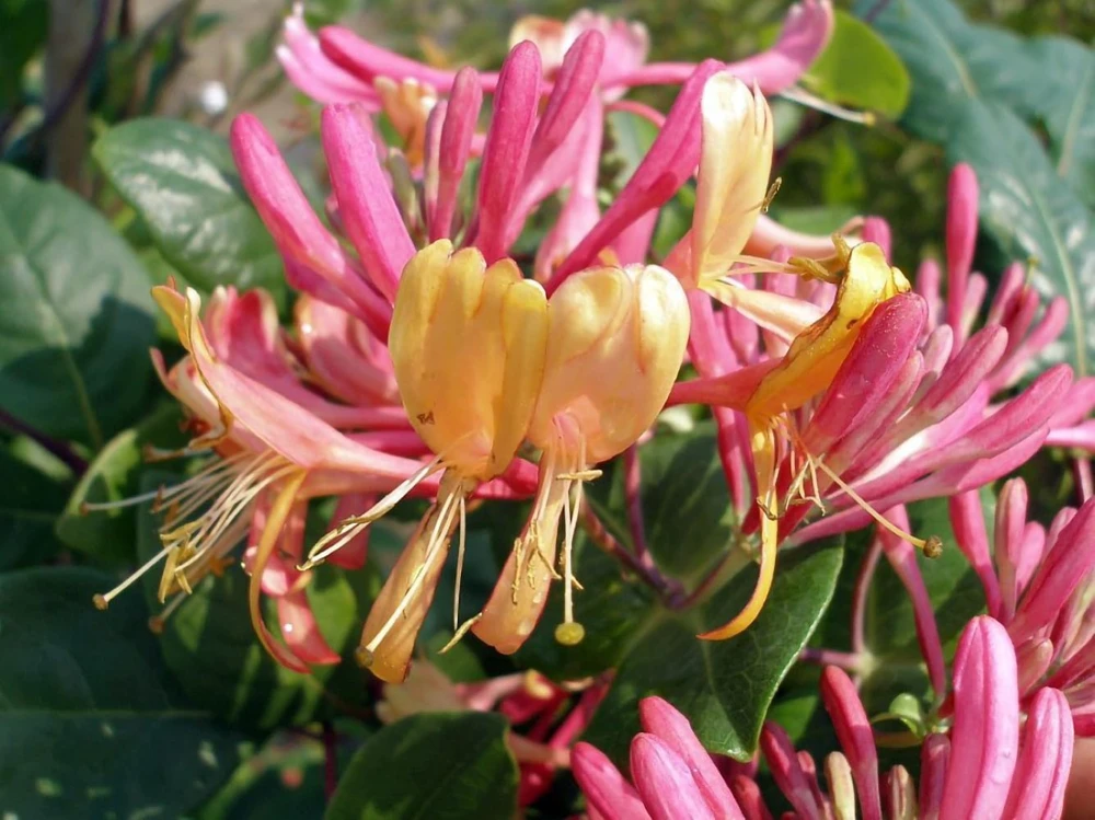 Gold Flame Honeysuckle Vine - Lonicera Live Plant - 2.5" Pot - Fragrant Outdoor - Image 1