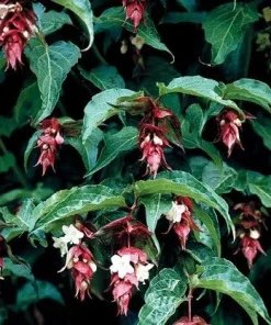 Gold Lantern Himalayan Honeysuckle 10 Seeds-Perennial - Image 2