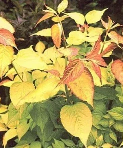 Gold Lantern Himalayan Honeysuckle 10 Seeds-Perennial - Image 3