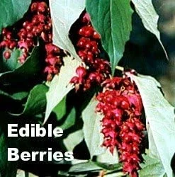 Gold Lantern Himalayan Honeysuckle 10 Seeds-Perennial - Image 4