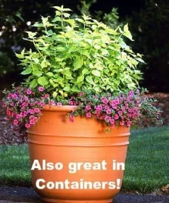 Gold Lantern Himalayan Honeysuckle 10 Seeds-Perennial - Image 5