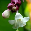 Gold Lantern Himalayan Honeysuckle 10 Seeds-Perennial - Image 1