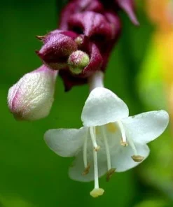 Gold Lantern Himalayan Honeysuckle 10 Seeds-Perennial - Image 1