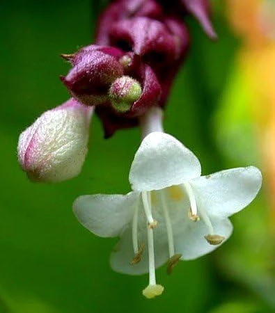 Gold Lantern Himalayan Honeysuckle 10 Seeds-Perennial - Image 1
