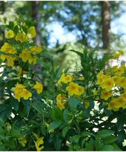 Gold Trumpet Bush Live Plant - 4" Pot - Tecoma stans - Outdoor Shrub - Image 2