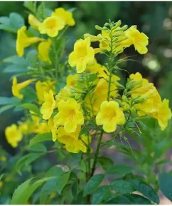 Gold Trumpet Bush Live Plant - 4