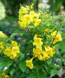 Gold Trumpet Bush Live Plant - 4