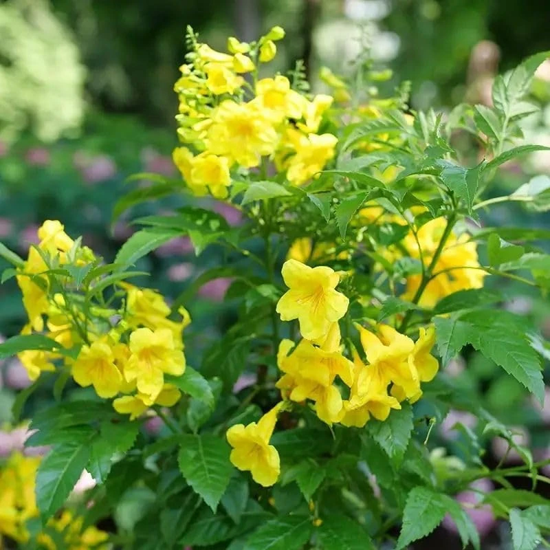 Gold Trumpet Bush Live Plant - 4" Pot - Tecoma stans - Outdoor Shrub - Image 1
