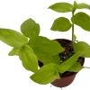 Gold Wing Tradescantia Live Plant - 2.5 inch Pot - Easy Care Houseplant - Image 1