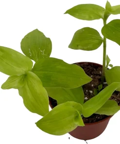 Gold Wing Tradescantia Live Plant - 2.5 inch Pot - Easy Care Houseplant - Image 1
