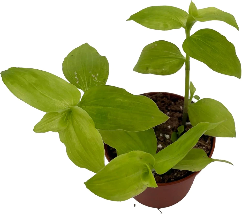 Gold Wing Tradescantia Live Plant - 2.5 inch Pot - Easy Care Houseplant - Image 1