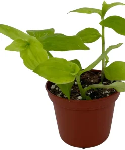Gold Wing Tradescantia Live Plant - 2.5 inch Pot - Easy Care Houseplant - Image 2