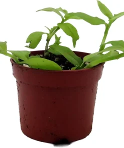 Gold Wing Tradescantia Live Plant - 2.5 inch Pot - Easy Care Houseplant - Image 3