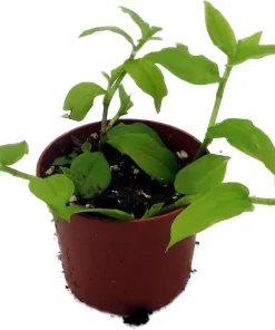 Gold Wing Tradescantia Live Plant - 2.5 inch Pot - Easy Care Houseplant - Image 4