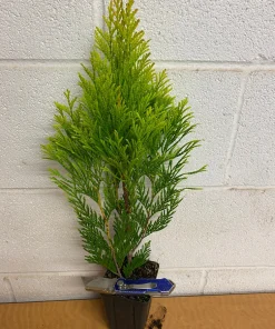 Golden Arborvitae Live Plant - Thuja Plicata - 1 Quart Pot - Outdoor Tree - Image 2
