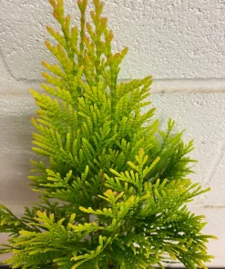 Golden Arborvitae Live Plant - Thuja Plicata - 1 Quart Pot - Outdoor Tree - Image 3