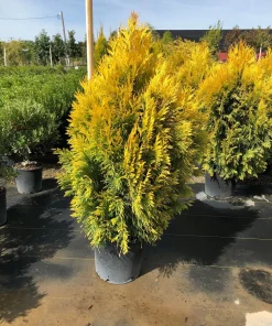 Golden Arborvitae Live Plant - Thuja Plicata - 1 Quart Pot - Outdoor Tree - Image 4