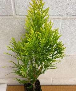 Golden Arborvitae Live Plant - Thuja Plicata - 1 Quart Pot - Outdoor Tree - Image 5