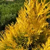 Golden Arborvitae Live Plant - Thuja Plicata - 1 Quart Pot - Outdoor Tree - Image 1