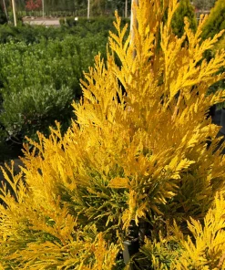 Golden Arborvitae Live Plant - Thuja Plicata - 1 Quart Pot - Outdoor Tree - Image 1