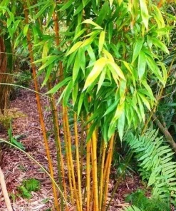 Golden Bamboo Seeds (Phyllostachys Aurea) - 60+ Seeds, Perennial, Indoor/Outdoor - Image 2