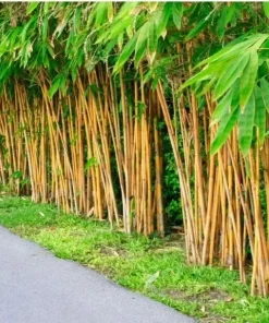 Golden Bamboo Seeds (Phyllostachys Aurea) - 60+ Seeds, Perennial, Indoor/Outdoor - Image 1