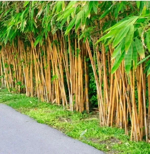 Golden Bamboo Seeds (Phyllostachys Aurea) - 60+ Seeds, Perennial, Indoor/Outdoor - Image 1